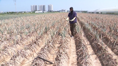 "올해 농사 포기합니다"...농업용수 중단에 농작물 피해 확산