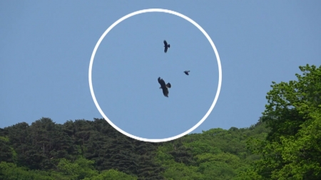 한라산국립공원에 둥지 튼 검독수리..."77년 만에 발견"