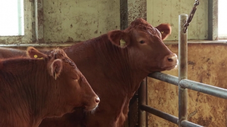 30년 전과 달라진 한우...체중 31%·마블링 33%↑