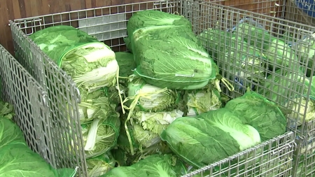 김장철 앞두고 배추·무 4만7천t 공급...500억 원 할인 지원