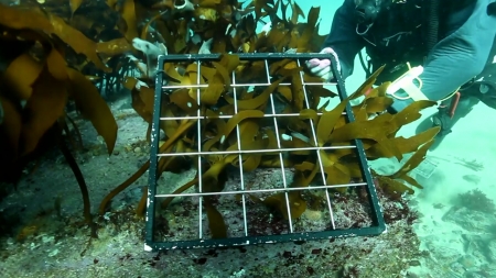 해조류도 '탄소흡수원' 된다...2027년 국제 인정