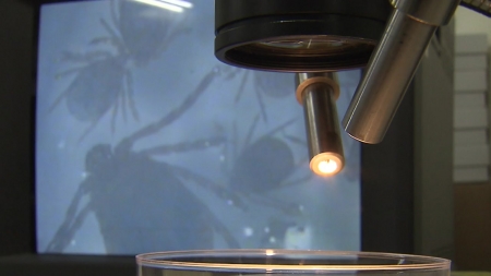 진드기 물린 SFTS 환자 올해 220명...5년 만에 최다