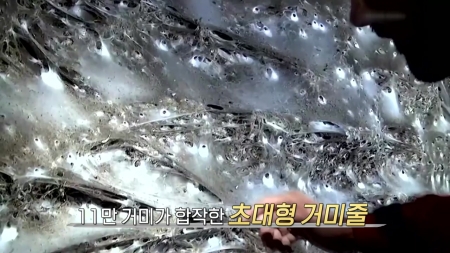 "영화 에일리언에서 본 듯"...현실판 초대형 거미줄 발견