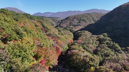 "단풍이 이상해"...전국 단풍 흔드는 이상기후