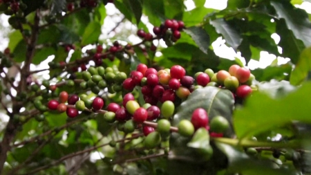 커피값 오르자...미국 "과테말라·에콰도르 일부 품목 상호관세면제"