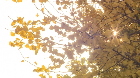 서울 첫 영하권...가을 은행잎 사이 겨울 추위 절정