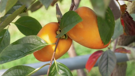 단감 껍질에 눈·면역 건강 성분 '집중'