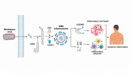 원숭이두창 감염 과정에서 염증 일으키는 단백질 규명