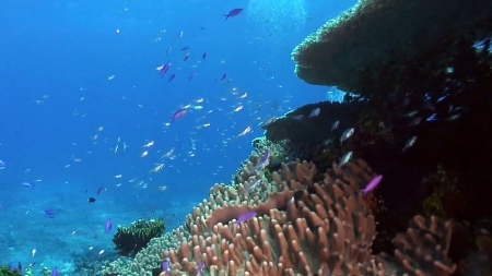 [사이다] ① 태평양 어류 속 수은은 어디서?