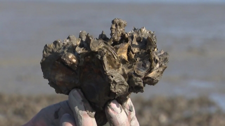 제철 맞은 자연산 굴 첫 수확..."하루 4시간만 작업"