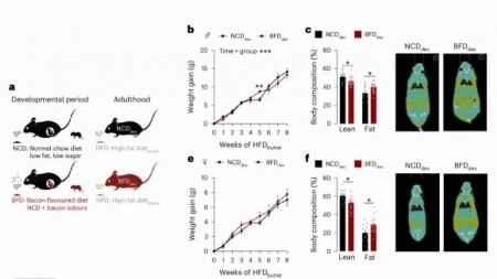 "임신 중 베이컨 냄새 자주 맡으면 태아 비만 가능성"