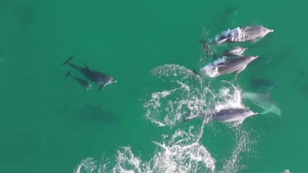 방류 돌고래 '춘삼이'  세 번째 출산...해양 쓰레기 위협 지속