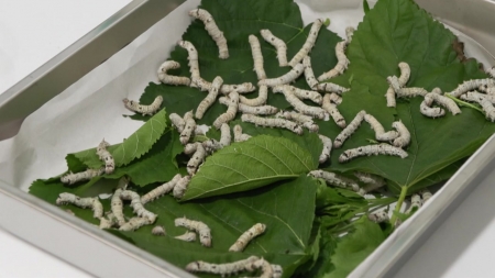 누에로 만든 고단백 '홍잠'..."체중 감소에 효과"