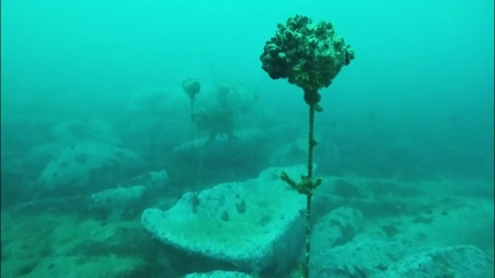 해조류는 없고 잔해만..."관행에 갇힌 바다 숲"
