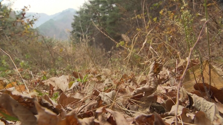 오늘도 맑고 큰 추위 없어...동해안 건조 속 산불 위험