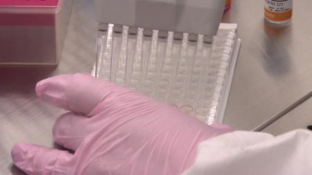 충남 아산 야생조류 분변에서 조류인플루엔자 검출