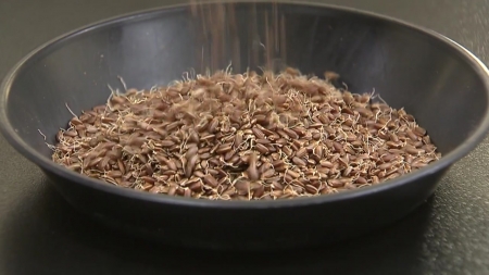 농촌진흥청 "현미, 뼈 건강에 우수한 효과 물질 함유"