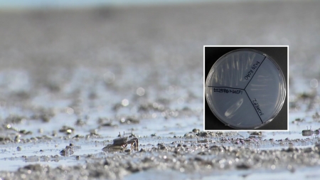 호남권생물자원관, 갯벌 염생식물에서 새로운 미생물 46가지 발견