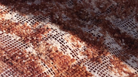 '꿀벌의 선물' 프로폴리스, 면역 질환 개선에도 효과