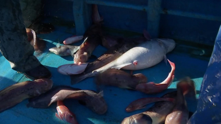 제철 맞은 대구?...대구 구경 '하늘의 별 따기'