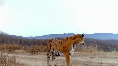 야생 백두산 호랑이 6마리 대가족 카메라에 첫 포착