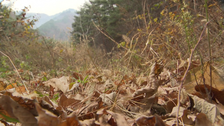 건조특보 속 산불 위험↑...산림청 대비 태세 강화