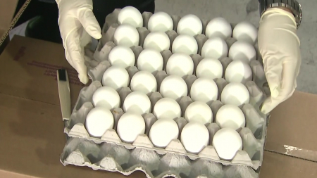 달걀값 안정 위해 미국산 224만 개 시범 수입