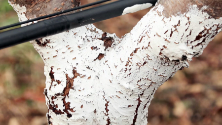 "나무도 옷을 입는다"...동해 막는 과수 전용 페인트 개발