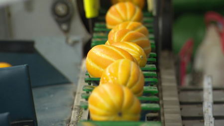 ’돈 되는 참외 농사’...청년층 유입 원동력