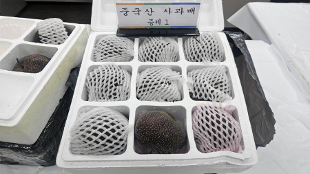 중국산 농산물 1천150톤 불법 반입...’커튼치기’ 수법 적발