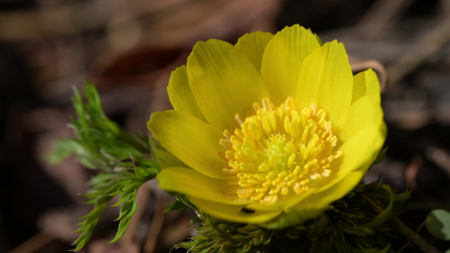 제주 한라산 세복수초, 예년보다 한 달 빨리 개화