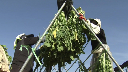 "무청, 장 건강 돕고 비만 예방 효과"