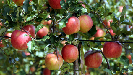 한국인 당 섭취 식품 1위는 ’사과’...2위 탄산음료