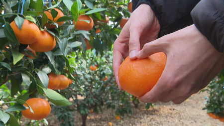 미국산 감귤 ’무관세’ 시대...제주 만감류 농가 ’긴장’