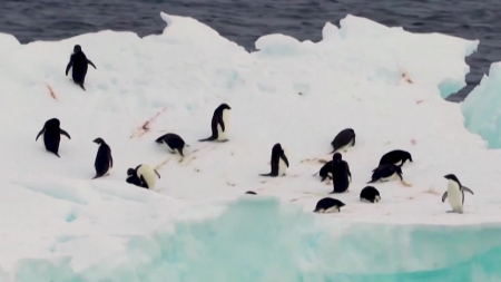 "기후 변화로 남극 펭귄 번식 시기 크게 당겨져...생태계 위기 신호"