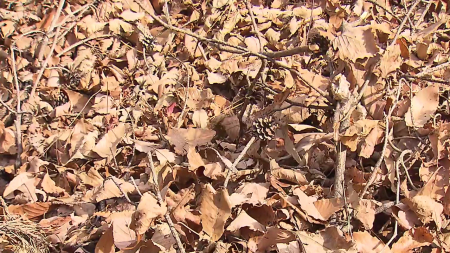 영남 산불 위험 증가...건축물 화재 40% 산림 확산