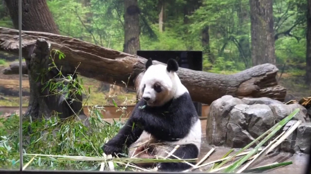 일 마지막 판다 2마리 반환...54년 만에 판다 ’제로’