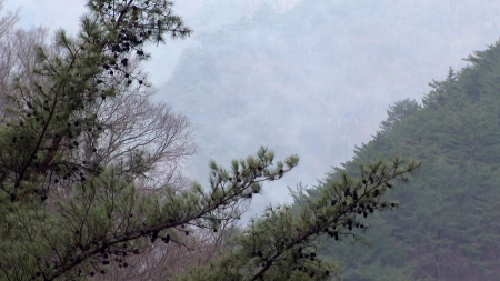 추위·건조 겹친 '위험한 조합'...산불 위험 빨간불