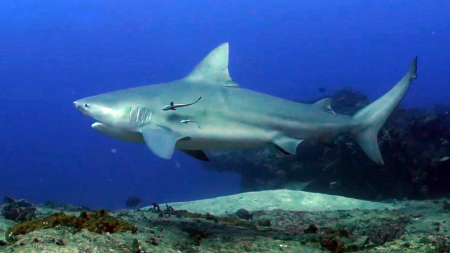 산성화되는 바닷물, 공포의 죠스 이빨도 녹인다