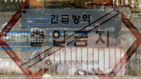 경남 첫 아프리카돼지열병...설 앞두고 방역 '비상'