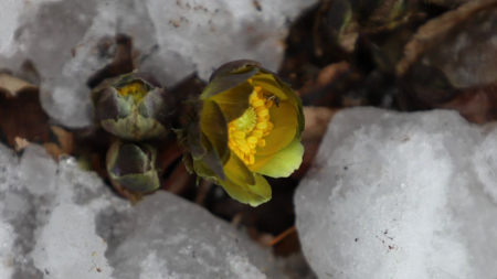 '널뛰기 기온' 속 홍릉 숲 '복수초' 개화...평년보다 2주 빨라