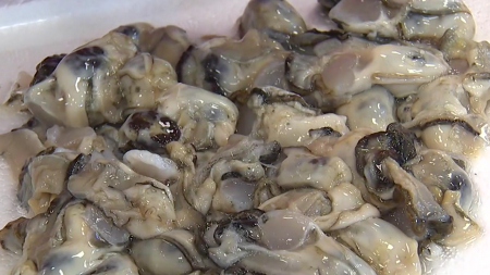 "굴 섭취 시 주의"...지난달 구토·설사 51건 신고