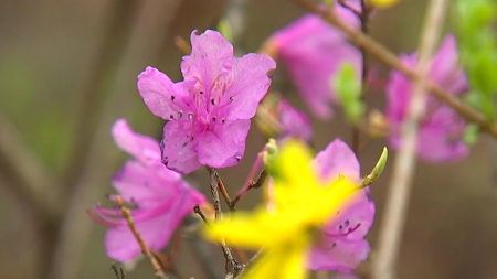 올해도 빨라진 봄꽃...평년보다 최대 여드레 빠르다