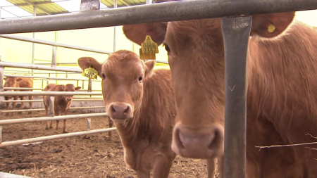 고양 한우농가서 구제역 발생...서울·경기 일부 '심각' 단계 확대