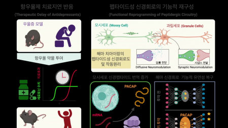 DGIST, 항우울제 '치료 지연' 원인 규명