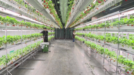 15년 방치된 지하보도...'도심 속 스마트팜' 변신