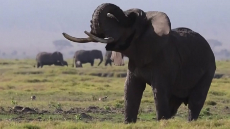 "고양이보다 더 예민"...코끼리 '슈퍼 수염'의 비밀