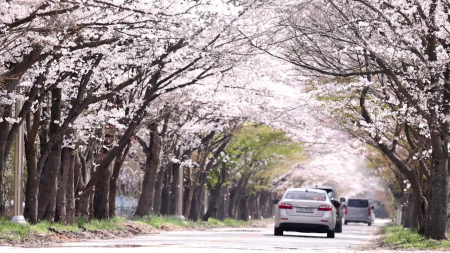 "해마다 앞당겨지는 꽃시계"...올해도 최대 8일 빨라