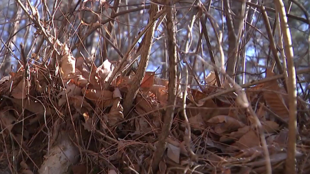 "이번 겨울 강수량 절반 수준"…1월 역대 두 번째로 건조