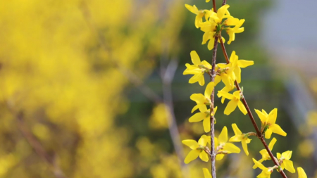 [TODAY인] 빨라지는 봄꽃 개화 시기…올해 봄 날씨 전망은?